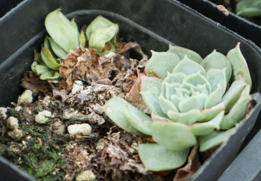 多肉葉子掉落原因 多肉葉子掉落原因