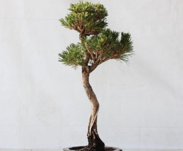 壽松養護 壽松養護