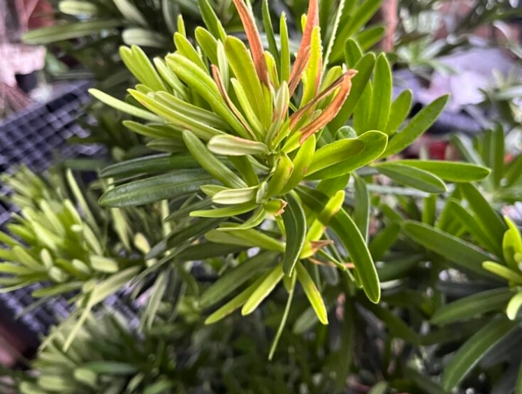 羅漢松枯黃原因