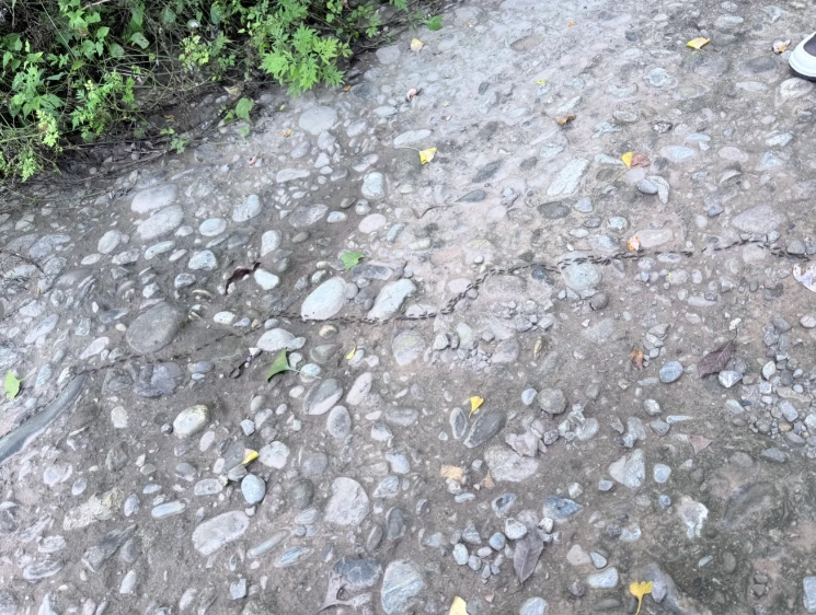 夢見螞蟻搬家運勢 夢見螞蟻搬家運勢