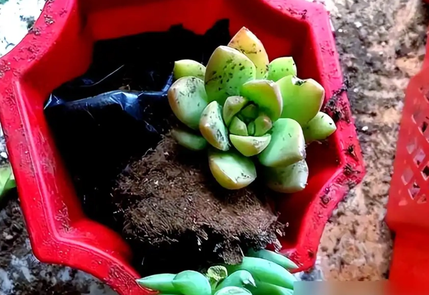 多肉植物夏季換盆 多肉植物夏季換盆