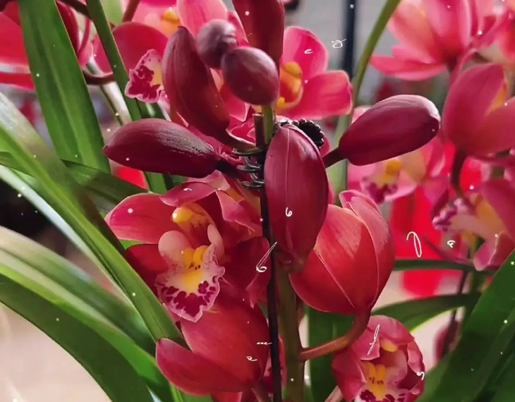 蘭花顏色意義 蘭花顏色意義