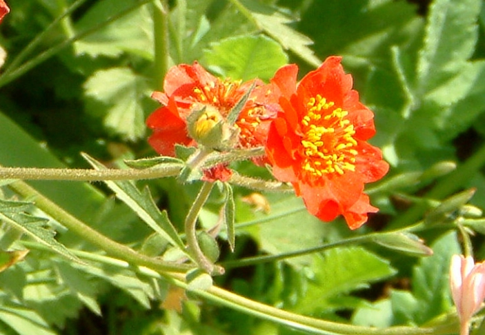 路邊花草識別 路邊花草識別