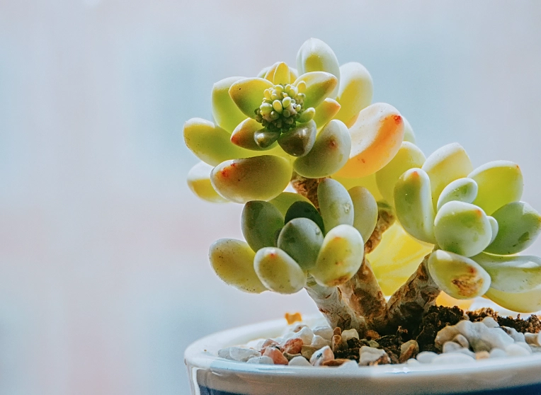 多肉植物浇水频率