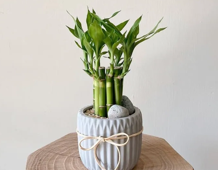 幸運竹生長方法