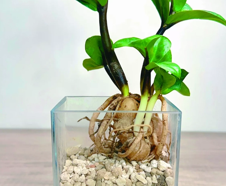 金錢樹土壤 金錢樹土壤