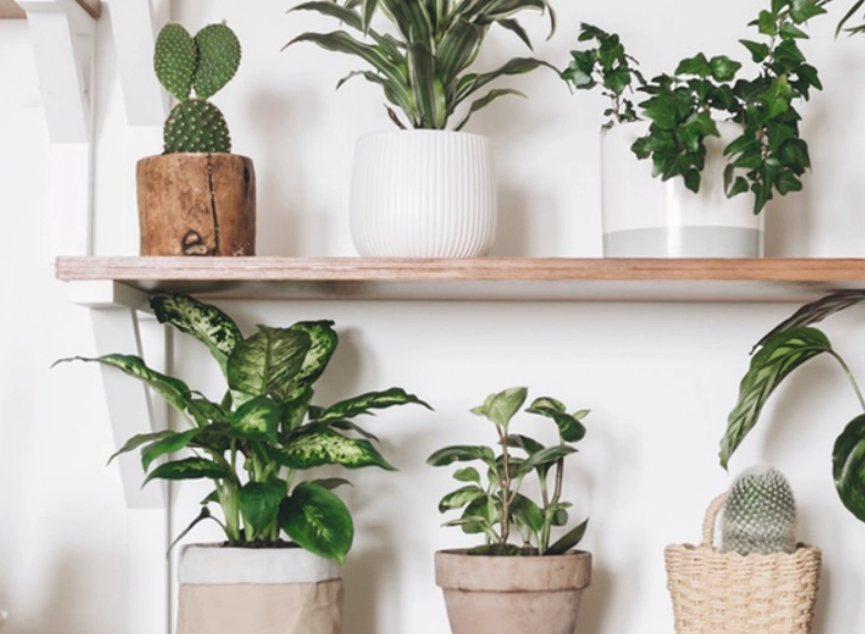 居家盆栽推薦 居家盆栽推薦