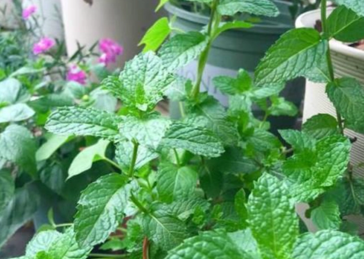 薄荷种植技巧
