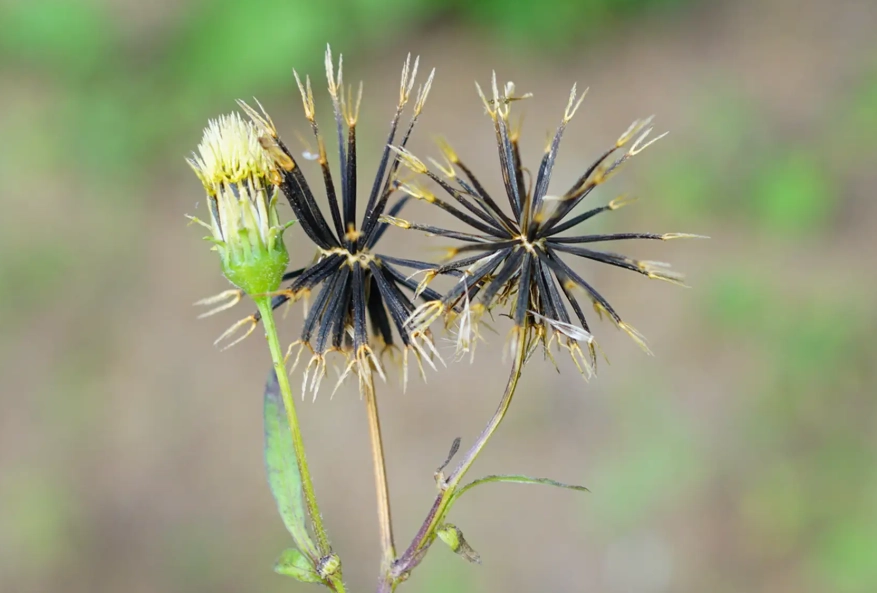 野草管理 野草管理
