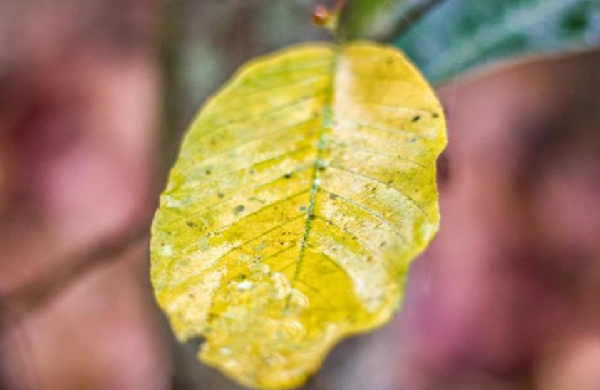 葉黃病成因 葉黃病成因