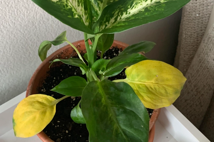 萬年青葉子變黃處理