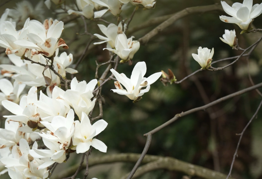 玉蘭花毒性 玉蘭花毒性