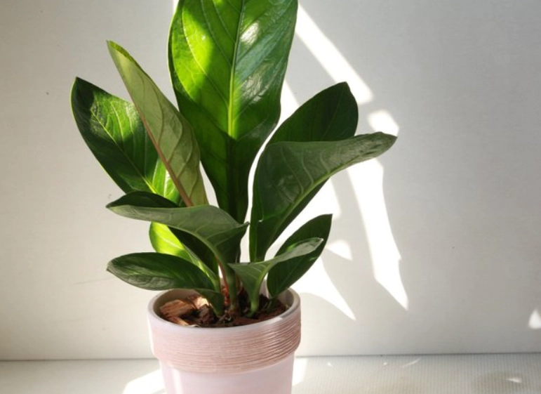 盆栽養護技巧 盆栽養護技巧