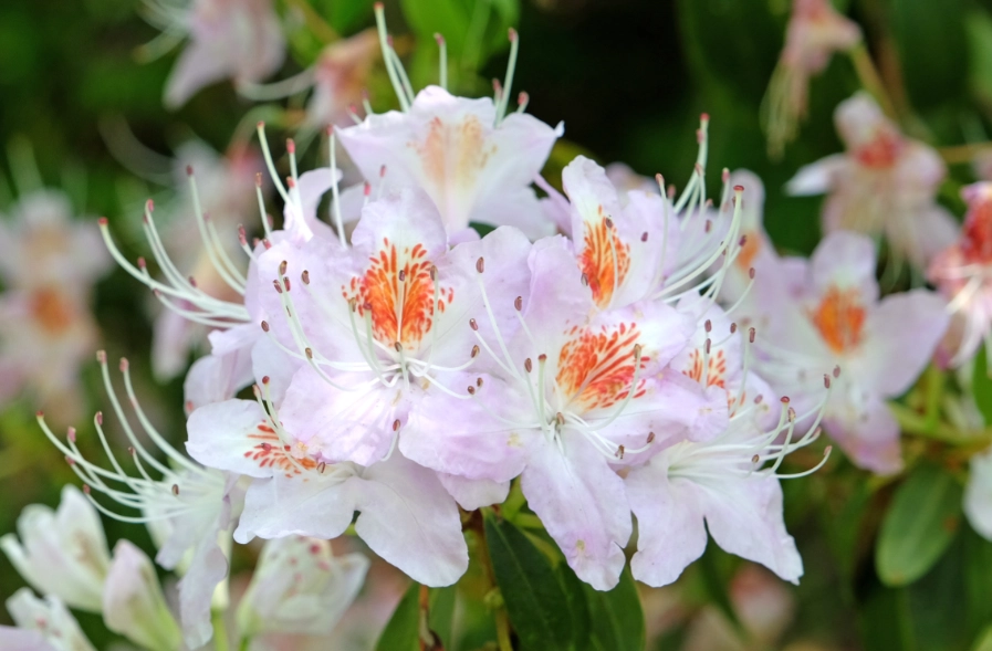 公園花草識別 公園花草識別