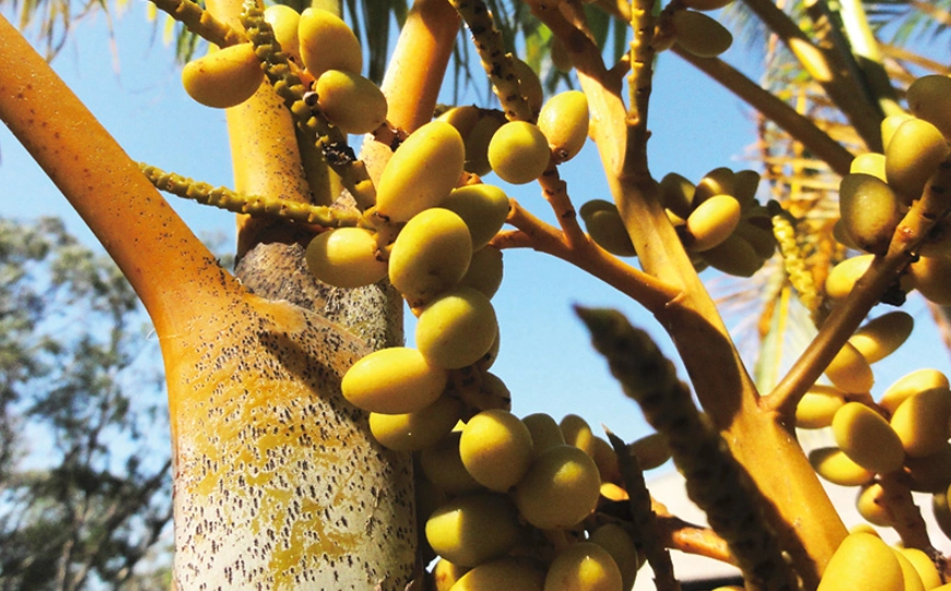 黃椰子果實種植 黃椰子果實種植