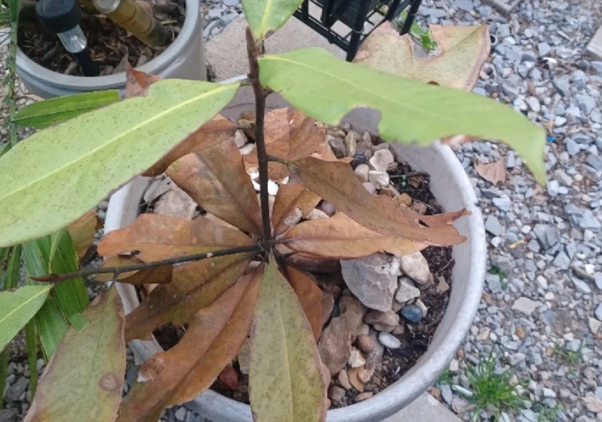 玉蘭花葉子枯黃處理