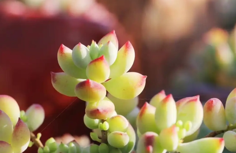 室内多肉植物品种