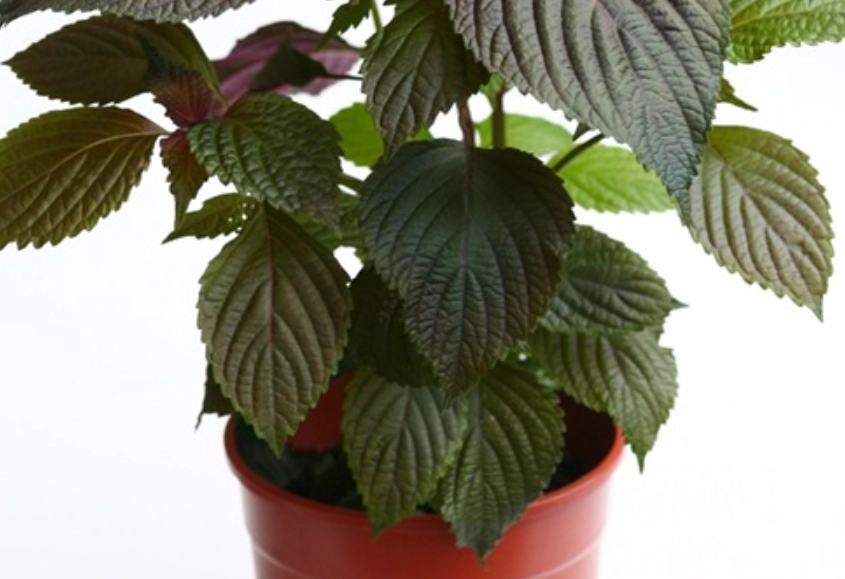 香草阳光需求 香草阳光需求