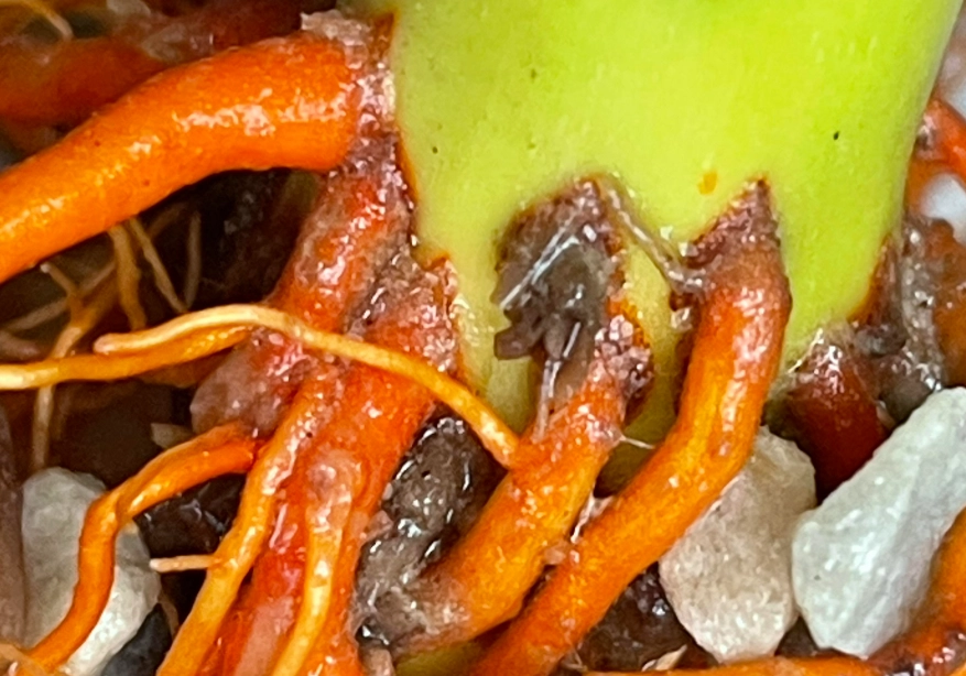 水耕富貴竹爛根處理 水耕富貴竹爛根處理