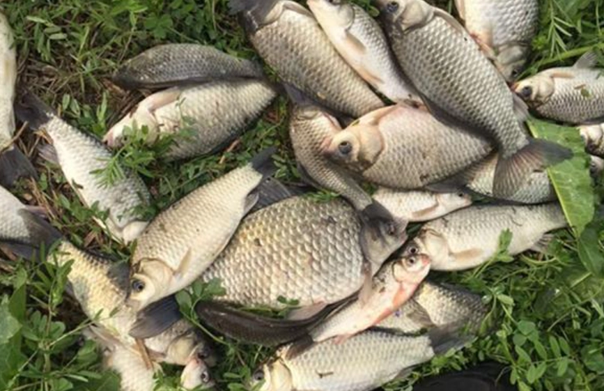 釣魚夢境 心理學