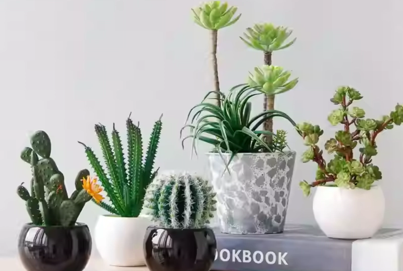 居家盆栽推薦 居家盆栽推薦