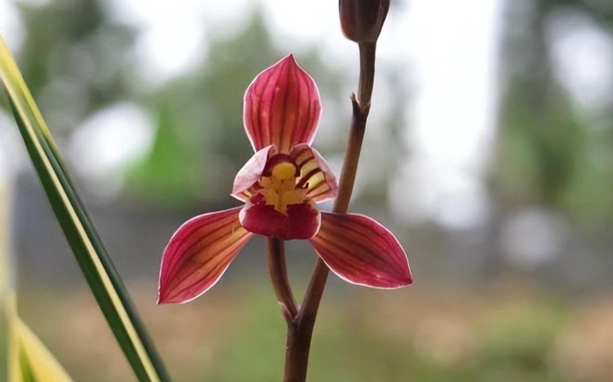 紅色蘭花象徵 紅色蘭花象徵