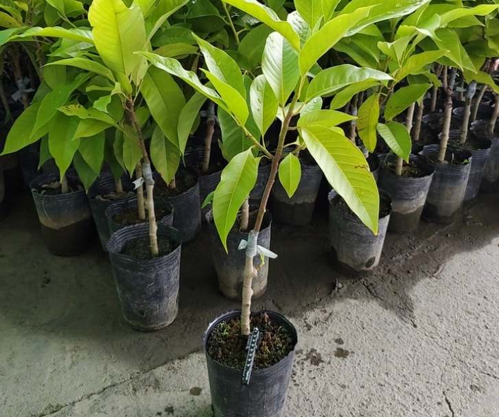 玉蘭花栽培技巧