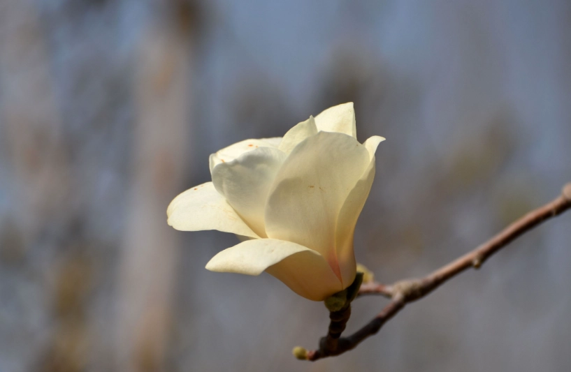 玉蘭花養護技巧