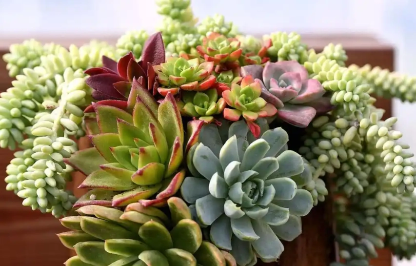 多肉植物浇水方法