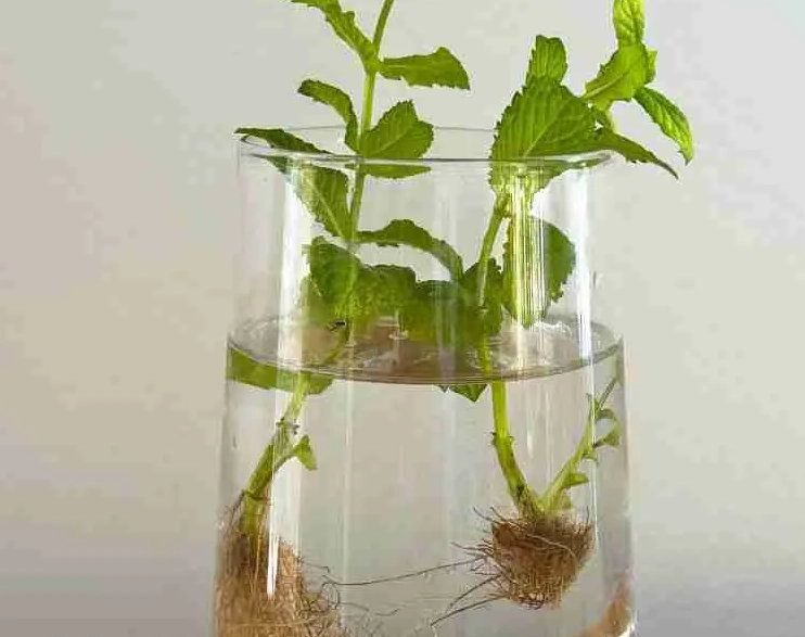 薄荷水耕种植技巧