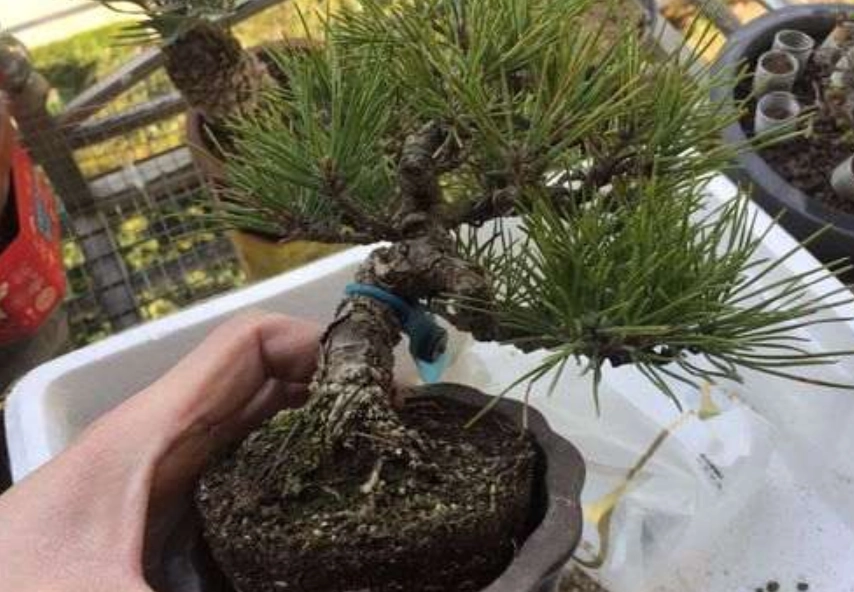 黑松盆栽換盆方法 黑松盆栽換盆方法