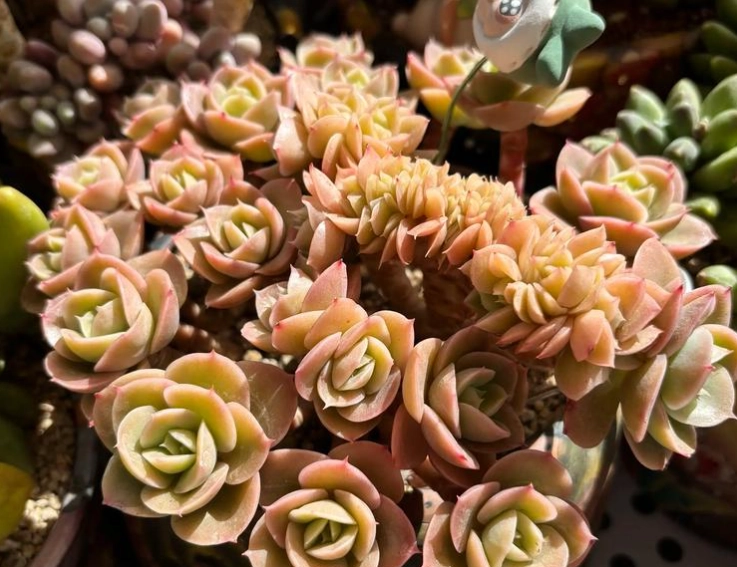 多肉植物光照不足