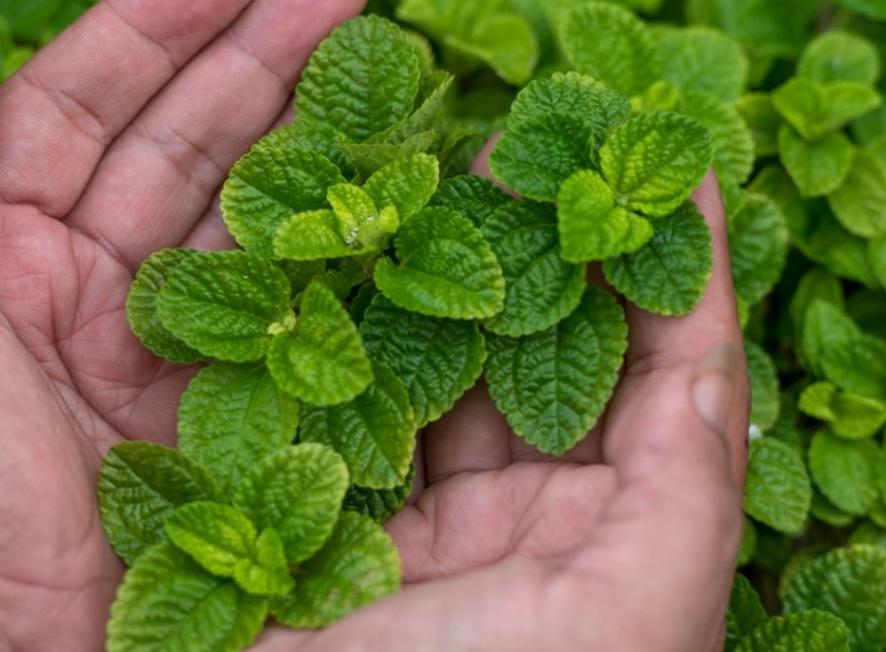 薄荷病虫害防治