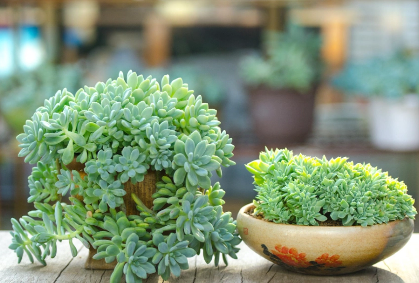 多肉植物照顧 多肉植物照顧