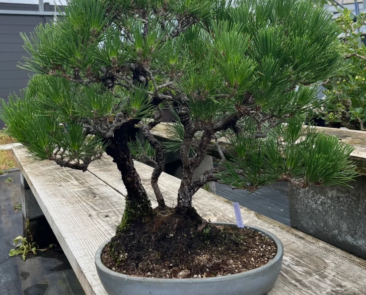 黑松換盆時間 黑松換盆時間