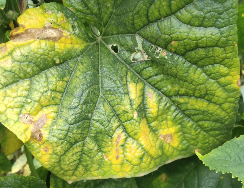 蔬菜種植問題 蔬菜種植問題