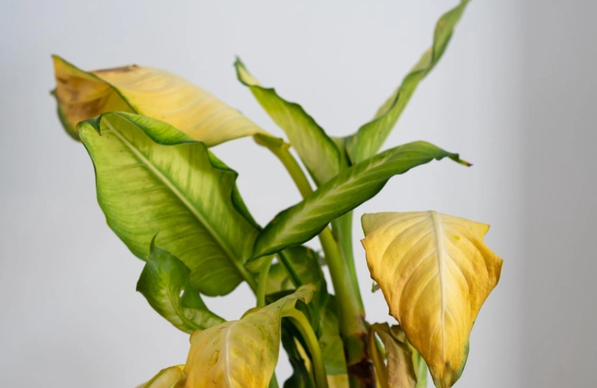 萬年青葉子變黃處理