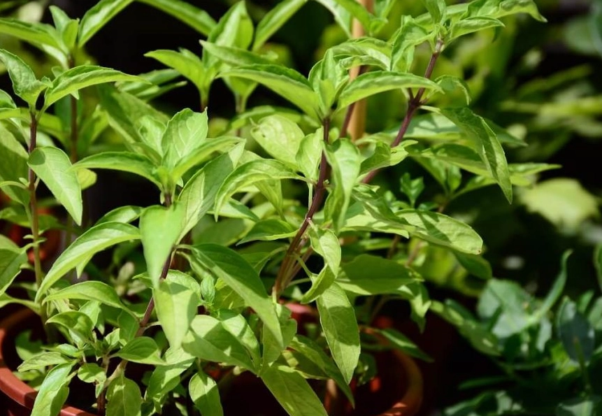 全日照香草种植 全日照香草种植
