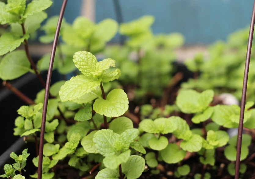 薄荷種植方法