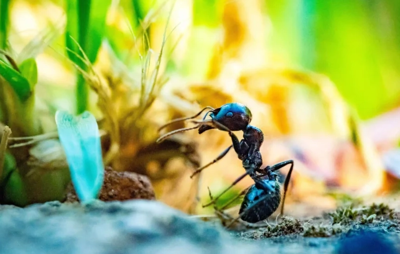 夢見螞蟻搬家解夢 夢見螞蟻搬家解夢