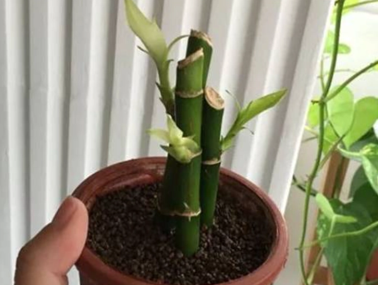 土培富貴竹方法 土培富貴竹方法