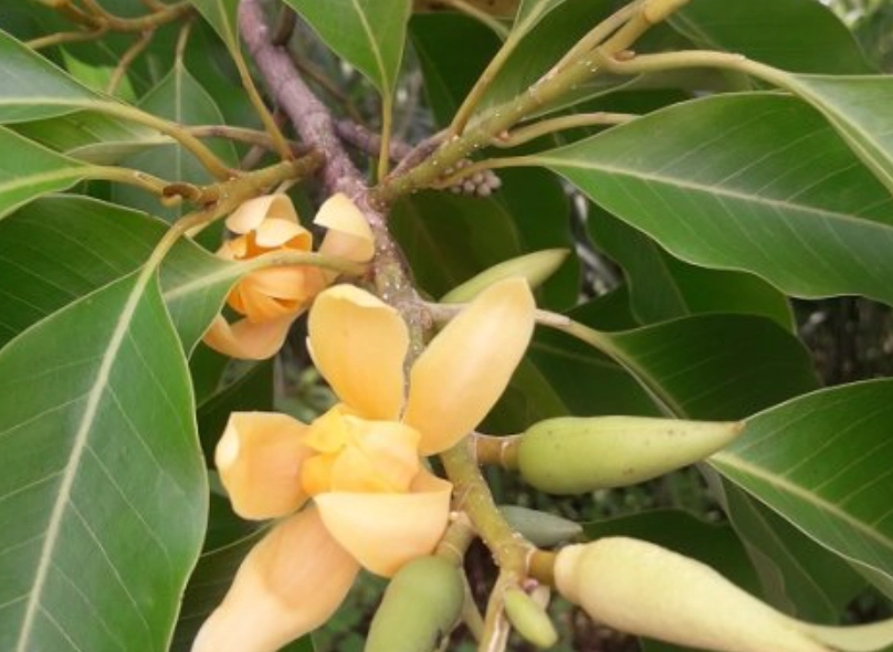 玉蘭花種植方法