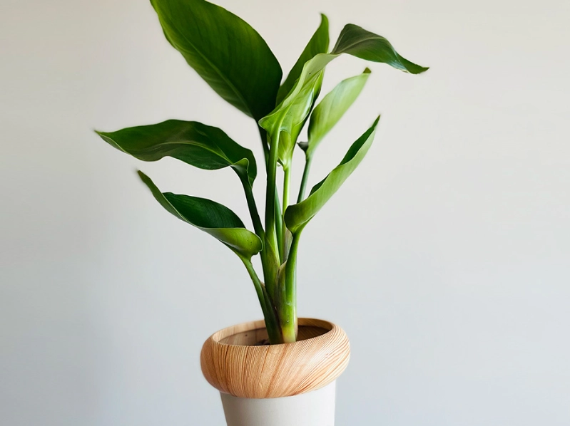 天堂鸟盆栽養護 天堂鸟盆栽養護