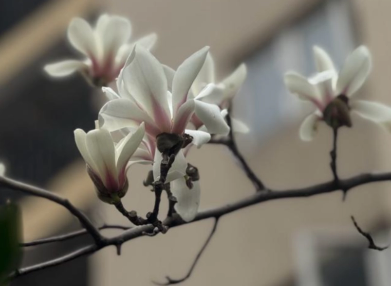 玉蘭花修剪方法