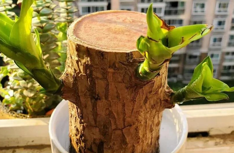 巴西木水耕方法 巴西木水耕方法