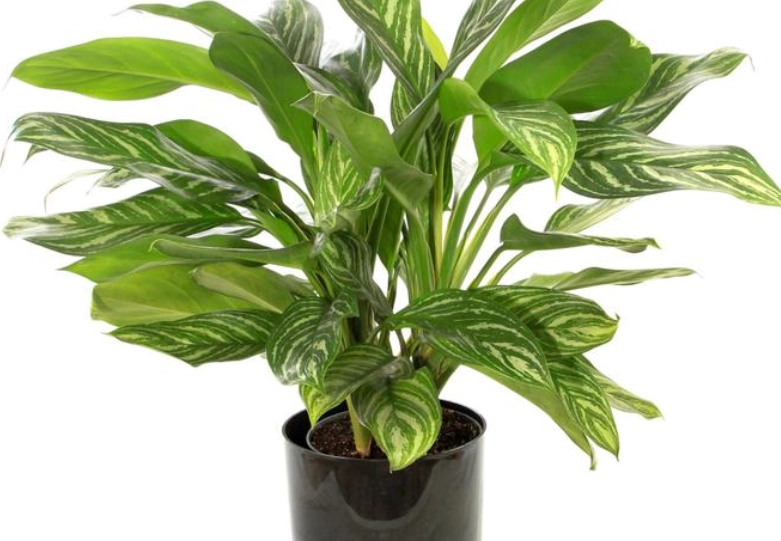 耐陰室內植物 耐陰室內植物