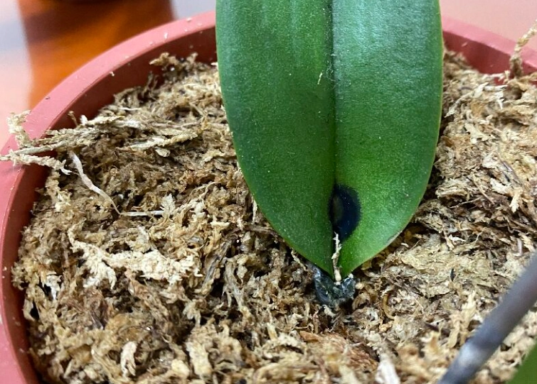 蝴蝶蘭葉子掉落 蝴蝶蘭葉子掉落