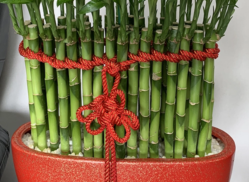 幸運竹生長方法