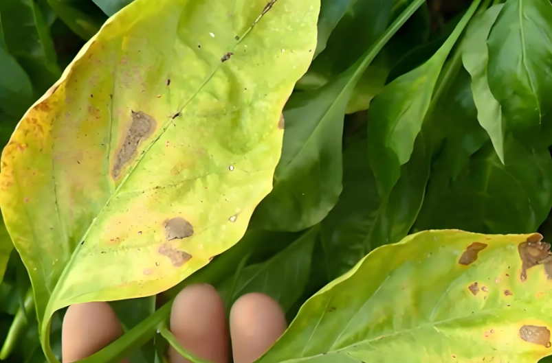 葉黃病防治 葉黃病防治