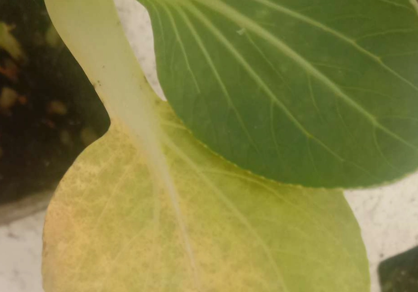 蔬菜葉子變黃原因 蔬菜葉子變黃原因